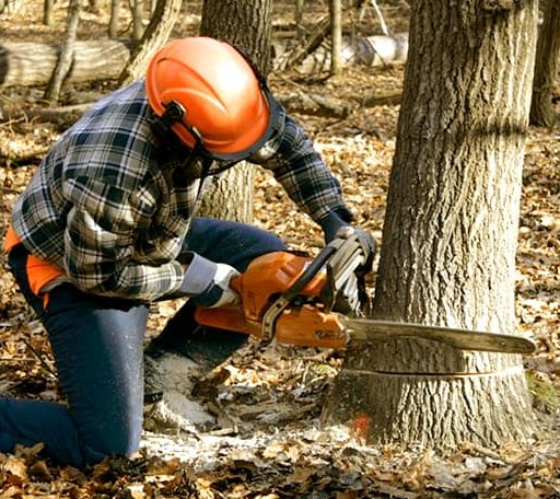 Tree Removal in Thomson, IL